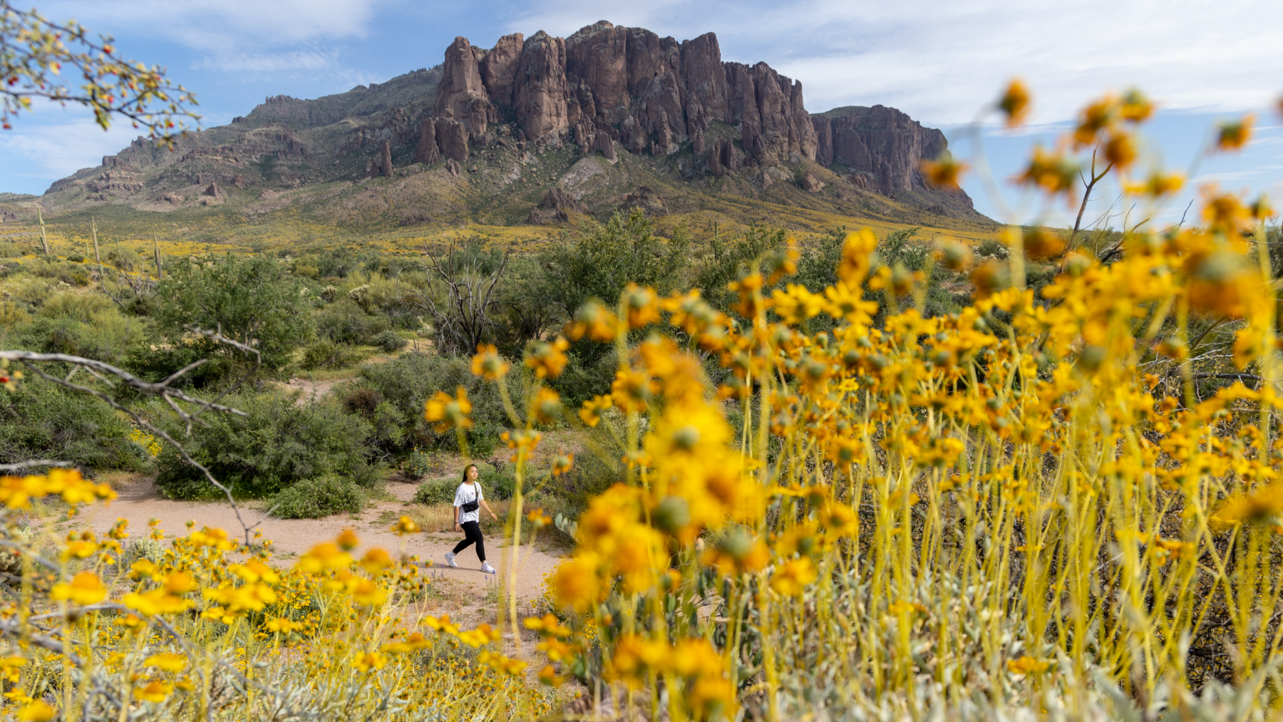 Arizona landscape with the Superstitious Mountains in the background and bright yellow flowers in the foreground